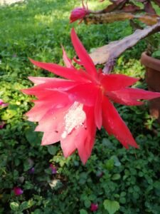 floare 1