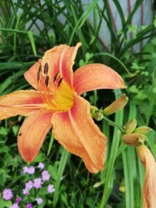 floare 2