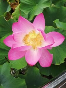 floare 3