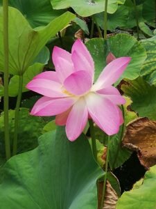 floare 4