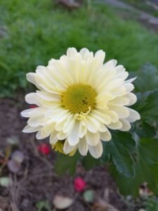 floare 5