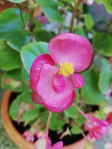 floare 6