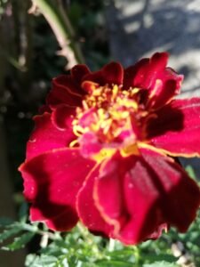 floare 7