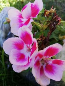 floare 8