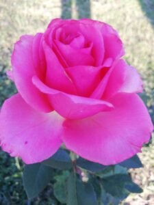 floare 9